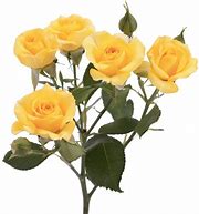 Image result for Yellow Spray Roses