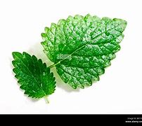 Image result for Two Ranked Leaves in Mint