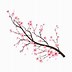 Image result for Cherry Blossom Tree Bark