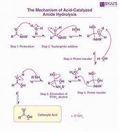 Image result for Amide Bond Hydrolysis