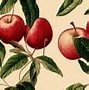 Image result for Vintage Apple Clip Art