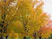 Image result for Wild Maple Tree