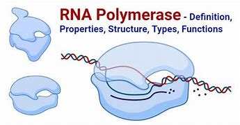 Image result for RNA Polymerase Structure