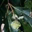 Image result for Quercus Bicolor Swamp White Oak