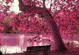 Image result for Cherry Blossom 1920X1080 Wallpaper White and Pink