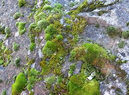 Image result for Moss Archegonial Head