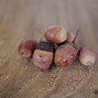 Image result for Oak Tree Acorn Nut