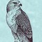 Image result for Free Printable Falcon Coloring Pages