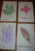 Image result for Autumn Leaf Rubbings