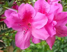 Image result for Brown Colored Flowers