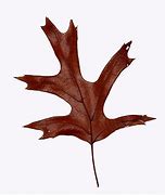 Image result for Oak Leaf and Acorn of California Drawing