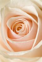 Image result for Modern 14 Beige Rose