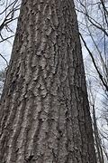 Image result for Scarlet Oak Garden Pics