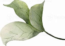 Image result for Rose Leaves Black and White