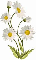 Image result for Daisy Clip Art Transparent