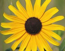 Image result for Brown Colored Flowers