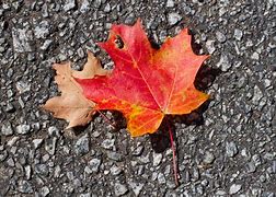 Image result for Maple Leaf Wreath