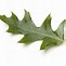 Image result for White Oak Leaf