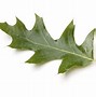 Image result for White Oak Tree Leaf