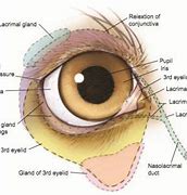 Image result for Dog Eye Anatomy