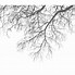 Image result for Large Tree with Branches