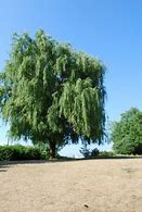 Image result for Weeping Willow Symbolism