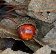 Image result for Printable Foldables Acorn