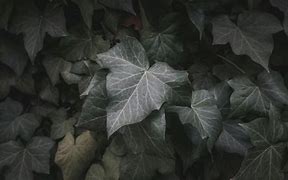 Image result for Plant with Green and White Leaves