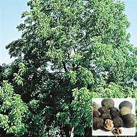 Image result for Black Walnut Tree