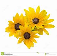 Image result for Black Eyed Susan Flower Clip Art