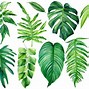 Image result for 10 Leaves Clip Art