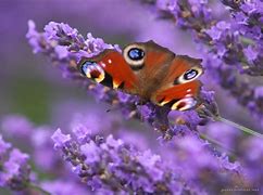 Image result for Lavender Eye Makeup