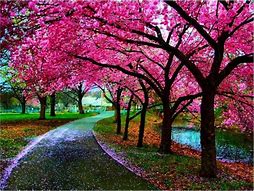 Image result for Cherry Blossom Tree Japan Wallpaper