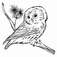 Image result for Owl On Branch Print Out