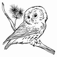 Image result for Owl On Branch Print Out