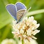 Image result for Beige Butterflies