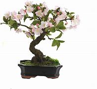 Image result for Potted Cherry Blossom Tree