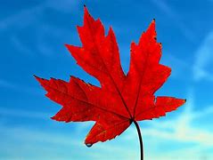 Image result for Single Fall Leaf