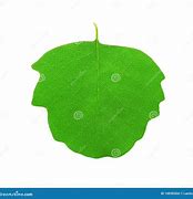 Image result for Aspen Leaf Background