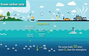 Image result for Carbon Cycle in the Ocean