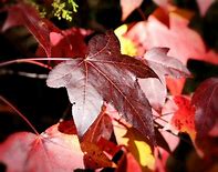 Image result for Maple Tree Line Art