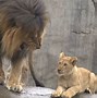 Image result for Baby Lion Cubs with Dad