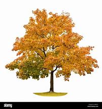 Image result for Maple Tree White Background