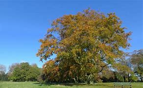 Image result for Mountain Grain Oak