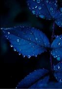 Image result for Leaves Dew