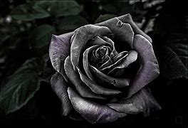 Image result for Dark Maroon Roses