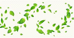 Image result for Mint Leaves Falling