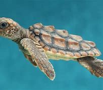 Image result for Sea Turtle Face