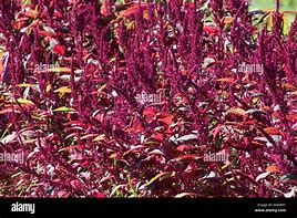 Image result for Edible Amaranth