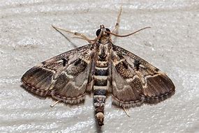 Image result for European Pepper Moth